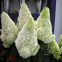 Гортензія волотиста Polar bear(Hydrangea paniculata Polar Bear)