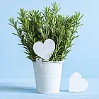 Розмарин Розі Hem Zaden/Нідерланди 0,05 г, фото 2