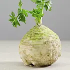 Селера коренева Ілона Bejo Zaden/Нідерланди 0,03 г, фото 3