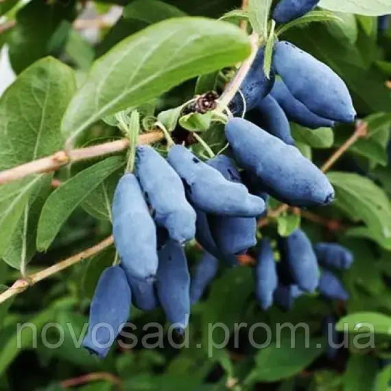 Silginka (Сільгінка)саджанці жимолості (p9) - 1-річний/ранній, фото 1