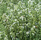 Тим`ян (чебрець) Hem Zaden/Нідерланди 0,3 г, фото 2