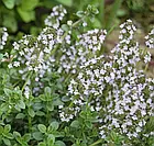 Тим`ян (чебрець) Hem Zaden/Нідерланди 0,3 г, фото 4