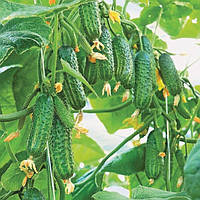 Насіння огірка Еколь F1 (Syngenta), поштучно - ранній гібрид (42-45 днів), партенокарпік