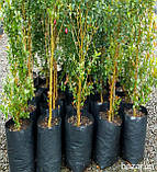 Рукав для розсади 100х500 метрів 40 мкм (чорний), фото 5