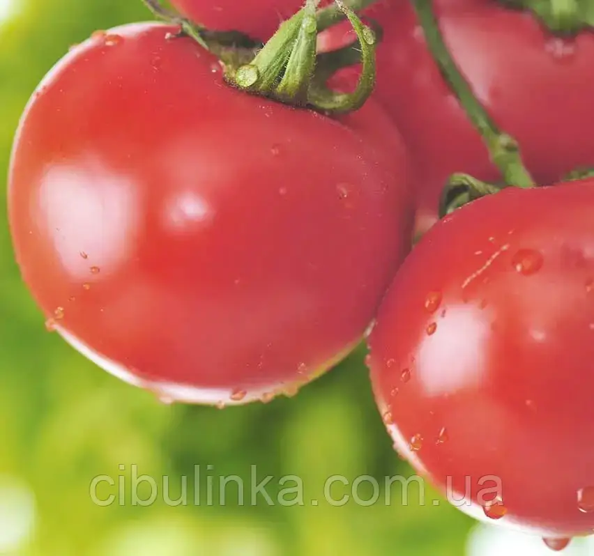 Томат Торбей F1 10 шт., фото 1