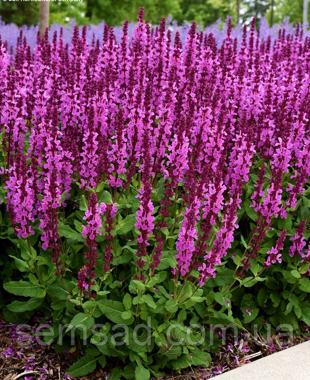 Шалфей дубравный сенсейшен Компакт Брайд Роуз \ Salvia n. Sensation® Compact Bright Rose ( саженцы ) - фото 1 - id-p1686311337