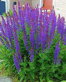 Шавлія дубравна Блаукенігін \ Salvia n. Salvia nemorosa 'Blaukönigin' (саджанці 1.5л)