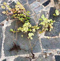 Калина червона. Садова. ВКС.