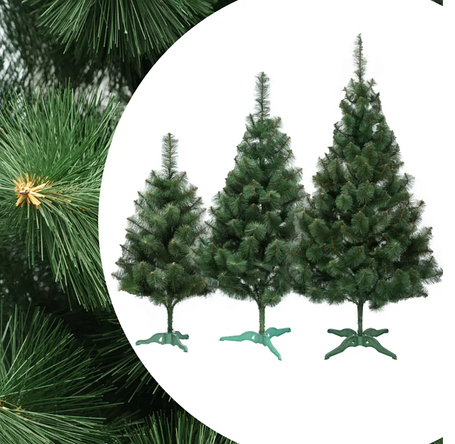 Сосна зелені