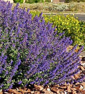 Котовник Фассена Волкерс Лав \ Nepeta faassenii 'Walker's Low' (саджанці  ), фото 2