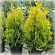 Туя західна Джанет Голд (Janed Gold), фото 3