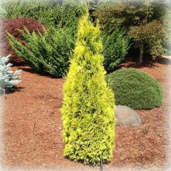 Туя західна Джанет Голд (Janed Gold), фото 1