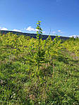 Maclura pomifera, Маклюра жовтогаряча, 160 см, фото 7