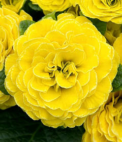 Примула балерина махрова Дай-Гло Еллоу \ Primula Day-Glo Yellow ( садова-саджанці р12 )