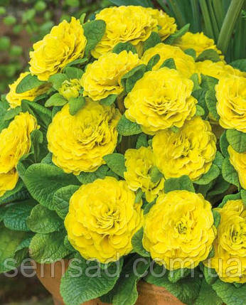 Примула балерина махрова Дай-Гло Еллоу \ Primula Day-Glo Yellow ( садова-саджанці р12 ), фото 3