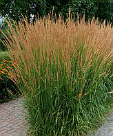 Вейник Карл Форест \ Calamagrostis acut. 'Karl Foerster' ( саженцы р9 )