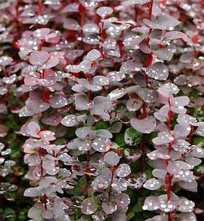 Барбарис Тунберга Чоколад Саммер \Berberis thunb. 'Chocolate Summer' ( саджанці 3 роки), фото 2