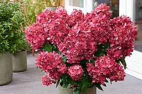 Гортензія волотиста Бонфаєр \ Hydrangea paniculata Bonfire® ( саджанці 3 роки С4л), фото 3
