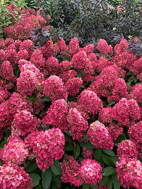 Гортензія волотиста Бонфаєр \ Hydrangea paniculata Bonfire® ( саджанці 3 роки С4л), фото 4