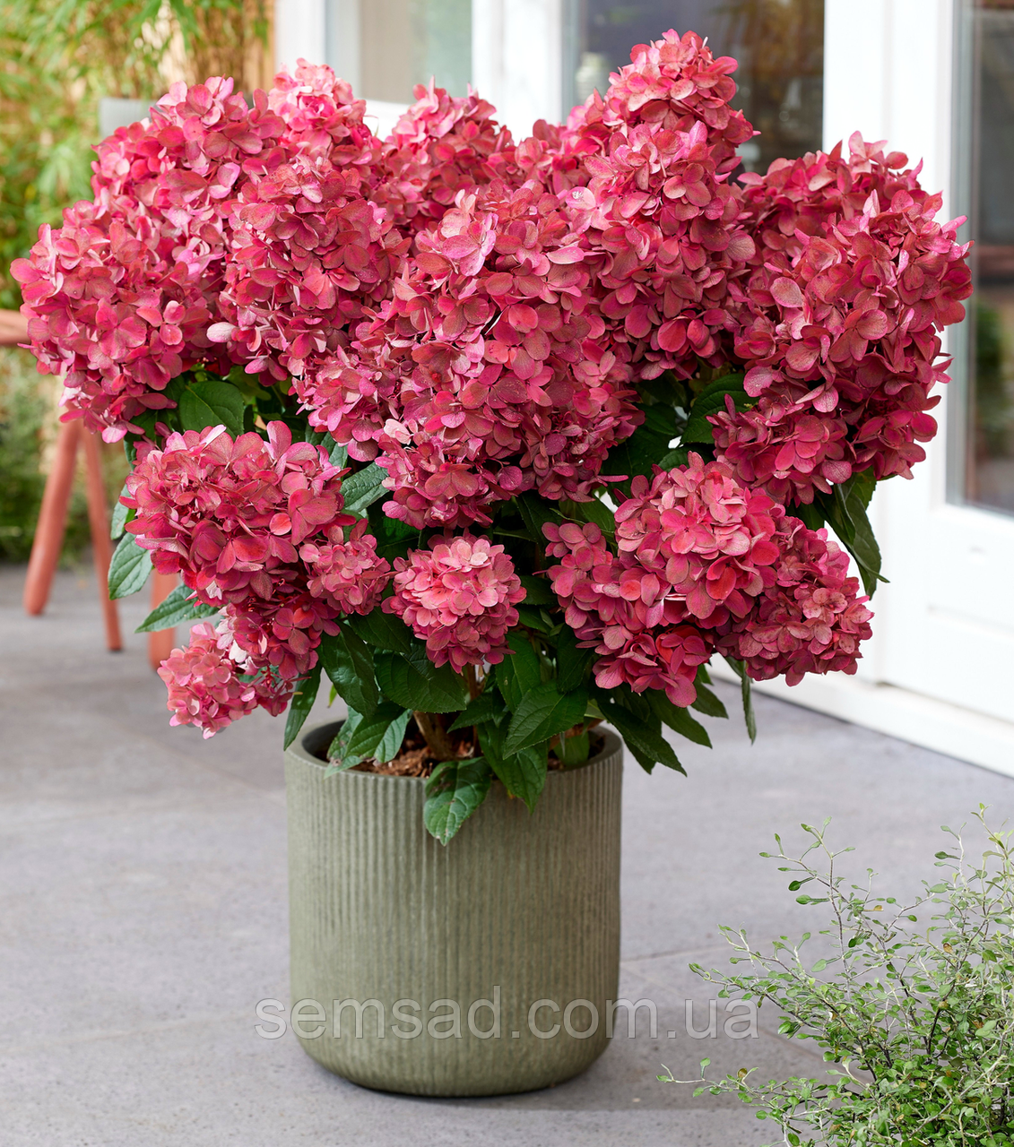 Гортензія волотиста Бонфаєр \ Hydrangea paniculata Bonfire® ( саджанці 3 роки С4л)