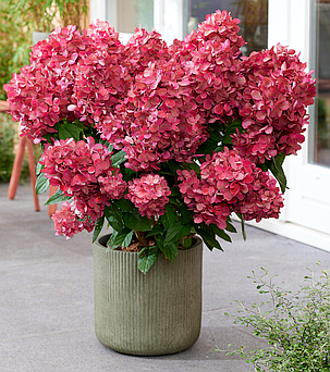 Гортензія волотиста Бонфаєр \ Hydrangea paniculata Bonfire® ( саджанці 3 роки С4л), фото 1