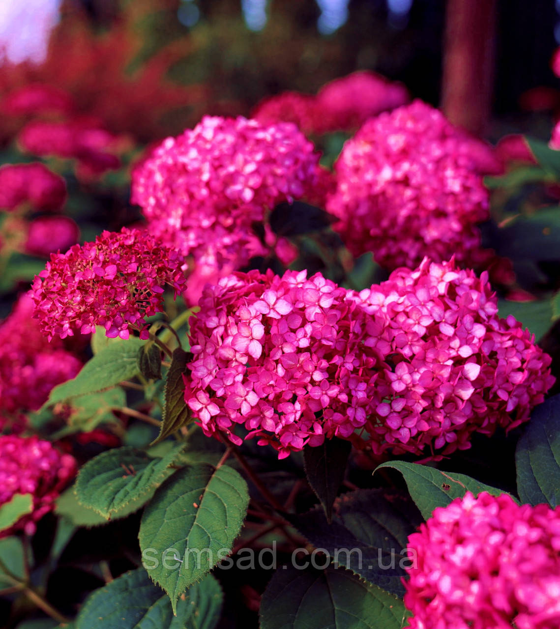 Гортензия древовидная Кендибель" Сорбет " \ Hydrangea CB® Sorbet ( саженцы р9л) - фото 1 - id-p988540862