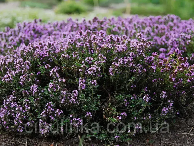 Тим`ян (чебрець) повзучий фіолетовий 0.1 г., фото 1