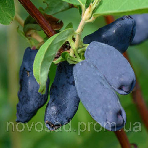 Бакчарська Ювілейна саджанці жимолості (p9) - 1-річний/середній, фото 1