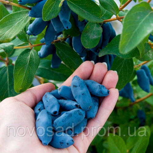 Індіго Джем (Indigo Gem) саджанці жимолості (p9) - 1-річний/середній, фото 1