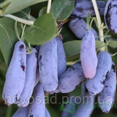 Гордість Бакчара саджанці жимолості (p9) - 1-річний/середній, фото 1