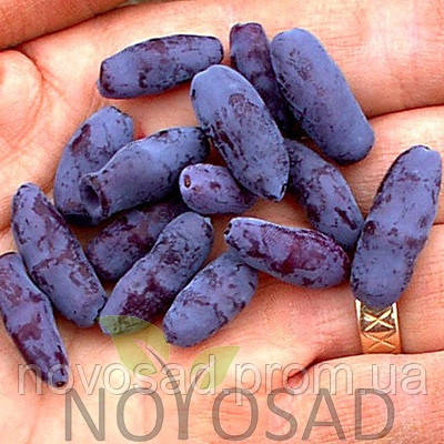 Дочка Велетня саджанці жимолості (p9) - 1-річний/середній, фото 1