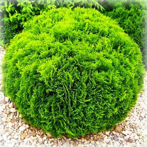 Туя західна Даніка (Danica), фото 1