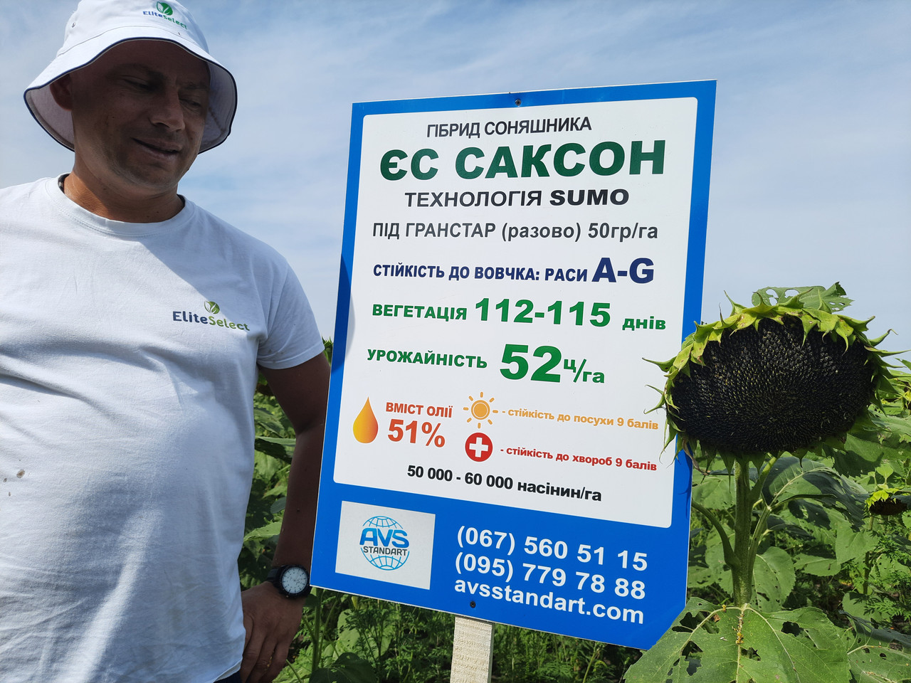 Насіння соняшника ЄС СаКСОН стійке до гранстару та заразихи A-G. Гібрид урожайний 50ц/га. Стандарт Плюс