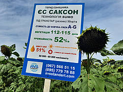 Новинка. Насіння ЄС САКСОН під Гранстар. Гібрид ЄС САКСОН стійкий до семи рас вовчка A-G та спеки. Стандарт