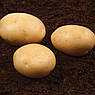 Голландське Насіння Картоплі Орла 20 кг, фото 4