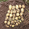 Голландське Насіння Картоплі Орла 20 кг, фото 9