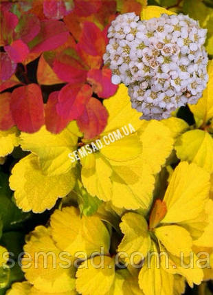 Спірея березолиста Голд Тор \Spiraea betulifolia 'Tor Gold' (саджанці 2 роки ), фото 1