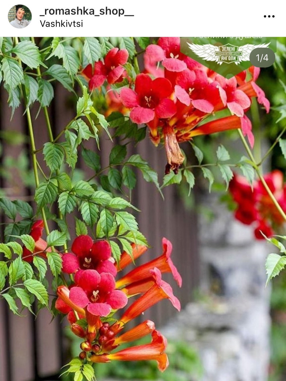 "кампсис» Ліана / Вюща / Повзучий — Купить Недорого на Bigl.ua (1686121131)