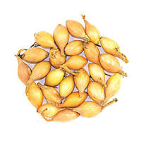 Цибуля озима арбажейка Центуріон F1 500 г, Broer