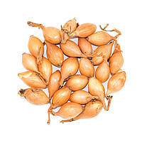 Цибуля озима арбажейка Болеро голландія 500 г, Broer