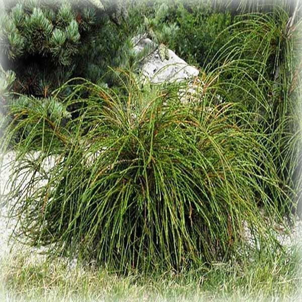 Туя складчаста Віпкорд (Whipcord), фото 1