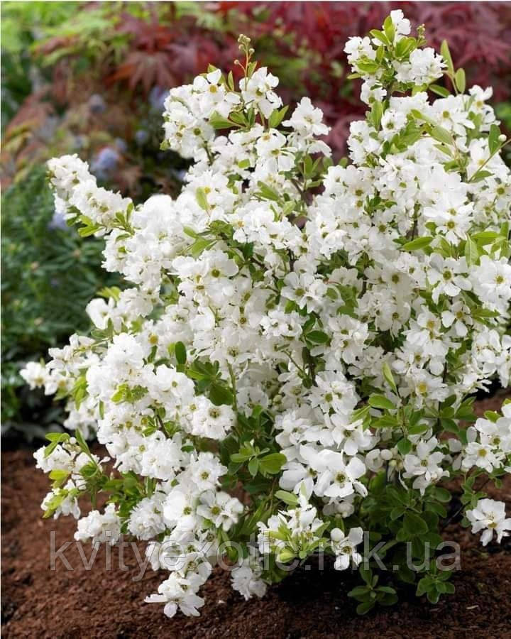 Ekstazda tebranish Ekstazda tebranish