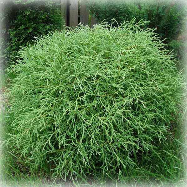 Туя західна Містер Боулінг Болл (Mr. Bowling Ball), фото 1