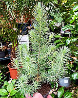 Сосна пінія "Сільвер Крест". Pinus pinea "Silver Crest".