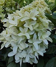 Гортензія Скайфолл (Hydrangea pan. Skyfall) Р9, фото 3
