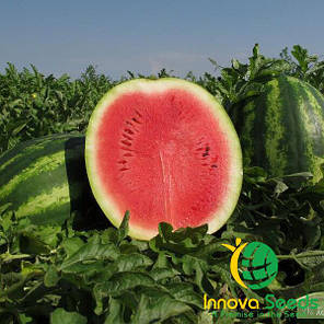 Ау Продюсер — насіння кавуна (500 г) Innova Seeds, фото 1