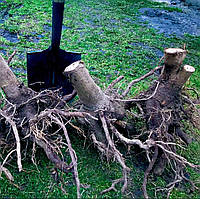 Vip трехлетнее корни медоносной Павловнии из корешков сорта Войлочная. Толщина ствола 6-7 см