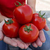 Насіння томатів Асвон F1 Kitano Seeds 10 шт