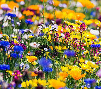 Насіння суміші квітів і трав Духмяний сад Hem Zaden 30 г/50 м²