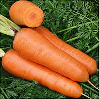 Семена моркови Шантане Ред Кор United Genetics 10 г